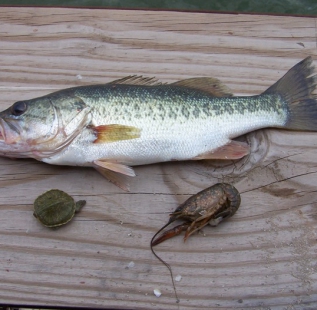 Turtle and Crawfish in the belly of the same bass at the Club\'s Fish Fry at Cleburne Six O Ranch.