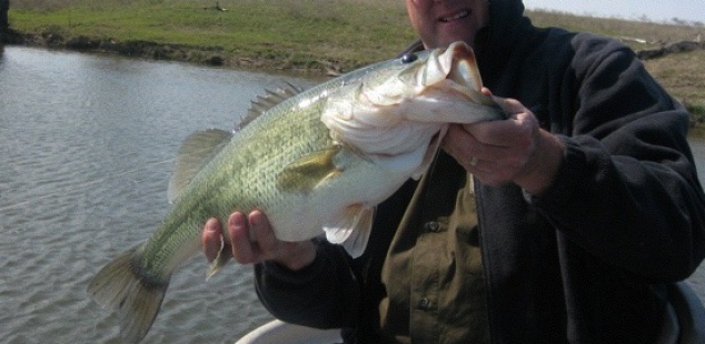 Steve Alexander holds a large spring time female at Decatur Beaver Lake. Decatur Beaver lake holds lots of 4 to 7 lb fish.