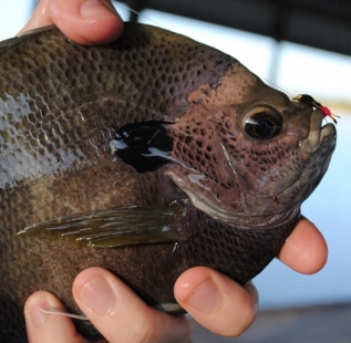Jonathan Allred shows off one of many copper nose Blue Gill caught at 6-O Ranch