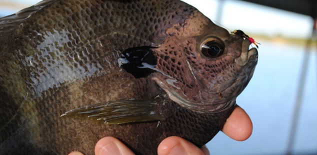 Jonathan Allred shows off one of many copper nose Blue Gill caught at 6-O Ranch