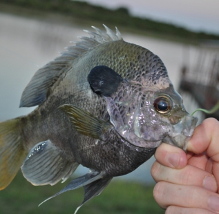 Another nice Blue Gill caught by Jonathan Allred at Cleburne Six O Ranch